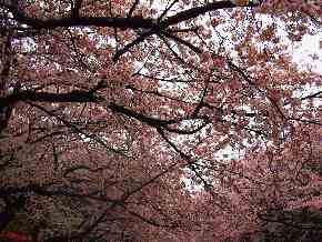 20131年の桜
